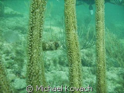 Puffer fish hiding on the inside reef at Lauderdale by th... by Michael Kovach 